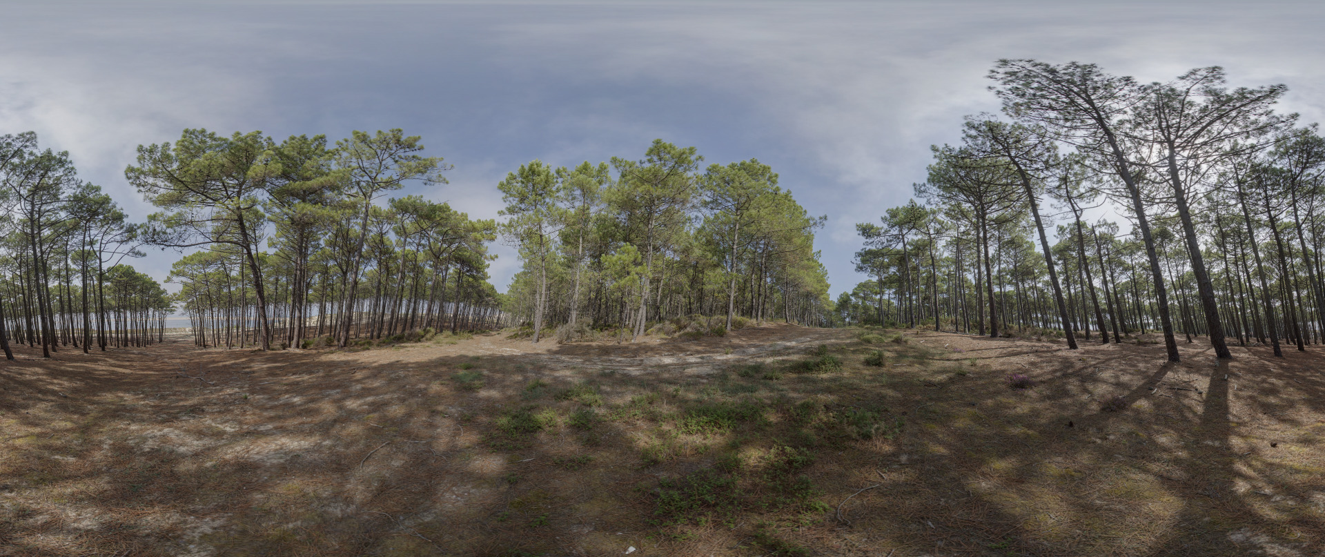 Panoramique Forêt La Teste