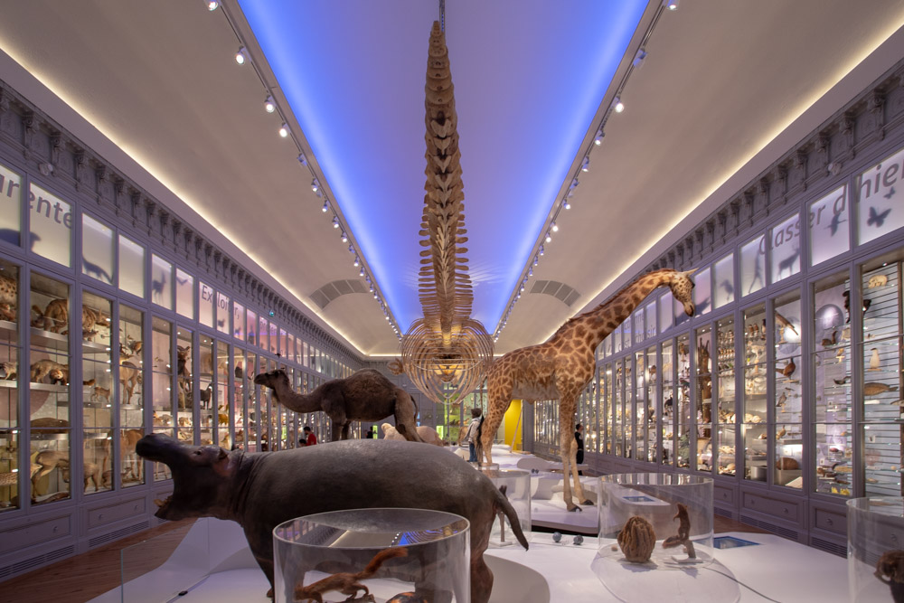 Salle du musée d'histoire naturelle Bordeaux