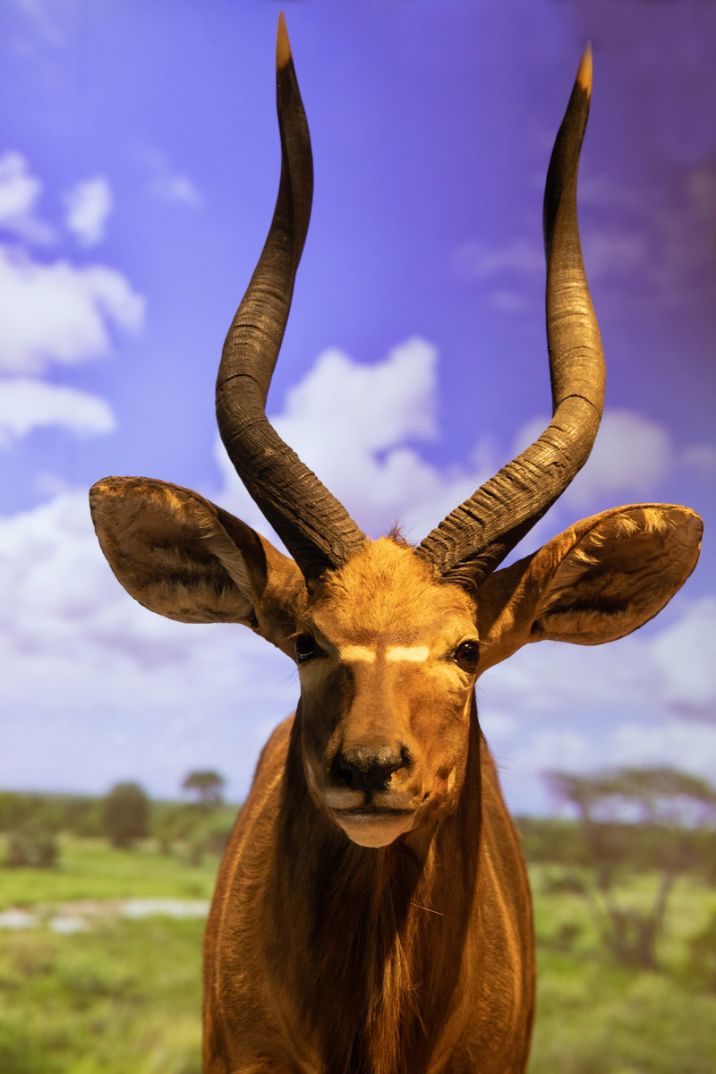 Nyala