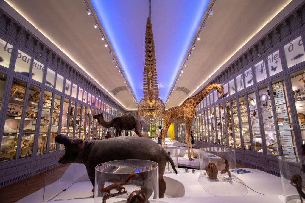 visites virtuelles musées Muséum d'histoire naturelle Bordeaux