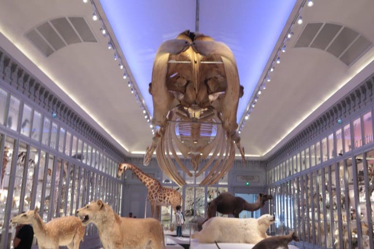 Muséum d'histoire naturelle Bordeaux visite en ligne